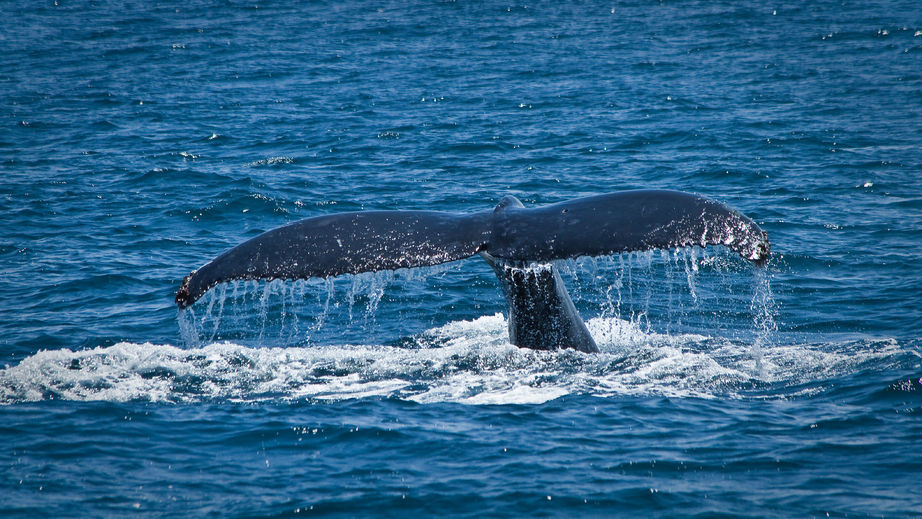 Japón desobedece la prohibición de cazar ballenas en el Antártico