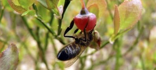 El descenso de abejas salvajes, una amenaza para la polinización