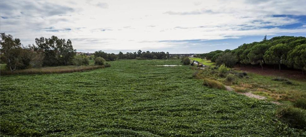 El río Guadiana, invadido por la planta camalote a su paso por Extremadura