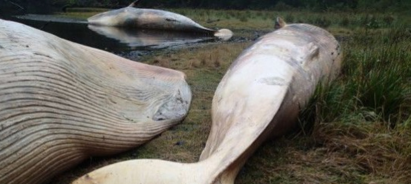 Irregularidades en el caso de las 337 ballenas muertas de la Patagonia