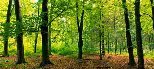 El papel de los bosques se fortalece en la lucha contra el cambio climático
