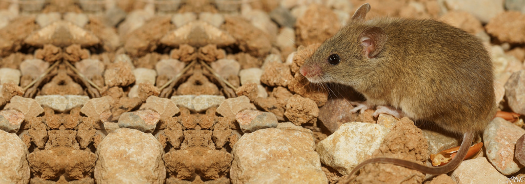 El ratón moruno, detector de los contaminantes en Doñana