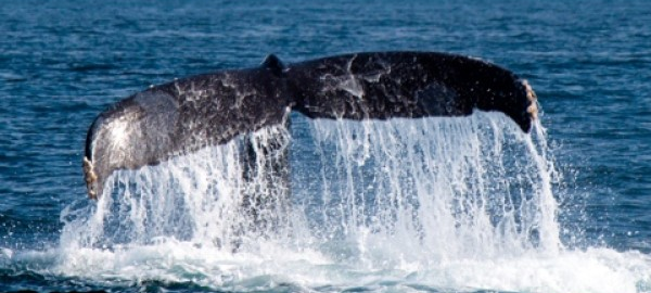 ¿Sabías que el latido e la ballena azul puede escucharse a 4 km de distancia?