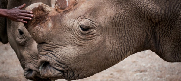 Se teme por la posible extinción del rinoceronte blanco