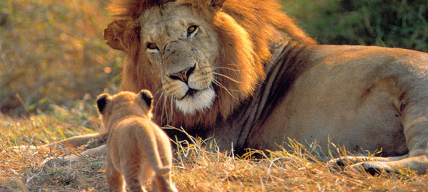 Los leones en peligro de extinción