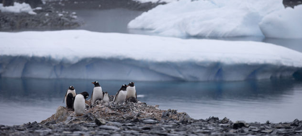 150.000 pingüinos mueren en la Antártida a causa de un iceberg