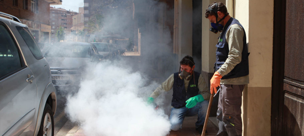 Castellón elabora una ordenanza para luchar contra el virus del mosquito tigre