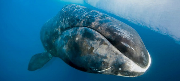 Científicos descubren ballenas de más de 200 años nadando en los mares del planeta