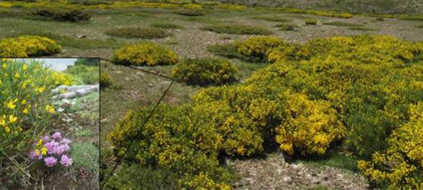 El cambio climático dificulta la polinización de la flora de la Sierra de Guadarrama