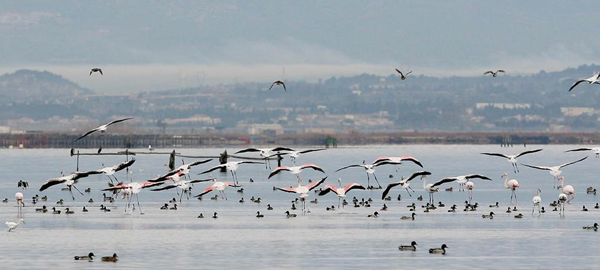 La falta de agua reduce la presencia de aves en un 7% en las zonas húmedas