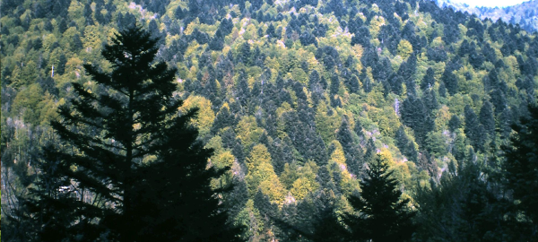 La gestión de los bosques europeos empeora el cambio climático
