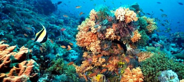 La gran barrera de coral australiano amenazada por la acidez del agua