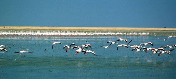 Los humedales son el hábitat vital del 40% de las aves que invernan en el Mediterráneo