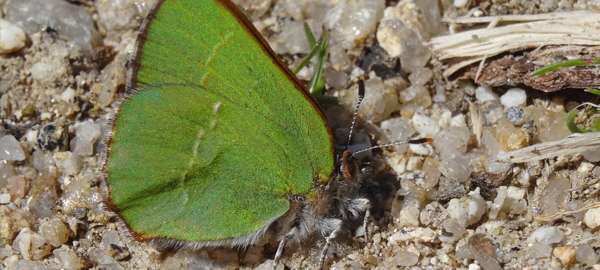 Se descubre una nueva especie de mariposa en Madrid