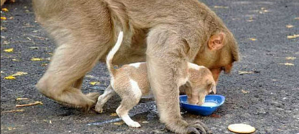 Un mono se convierte en la madre adoptiva de un perrito
