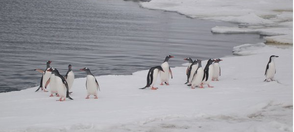 Una plataforma instalada en la Antártida medirá el cambio climático