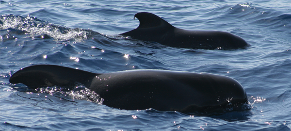 El Centro de Biodiversidad de Euskadi organizará salidas para ver cetáceos
