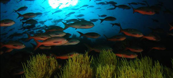 Ibiza y Formentera piden más medios para el cuidado de las reservas marinas