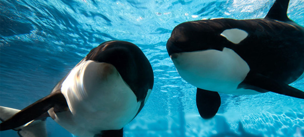 SeaWorld cancela sus espectáculos de orcas en EEUU pero las mantendrá en cautiverio