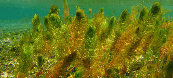 Un estudio de la calidad del agua revela el por qué del mal desarrollo de la vegetación subacuática en Tablas de Daimiel