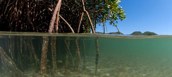 Un estudio determina que los manglares de baja california capturan altos niveles de carbono de la atmósfera
