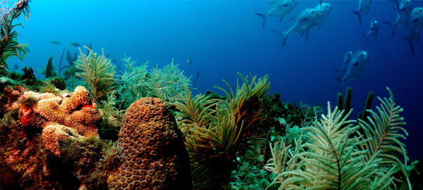 Casi la mitad del coral de la gran barrera ya está muerto