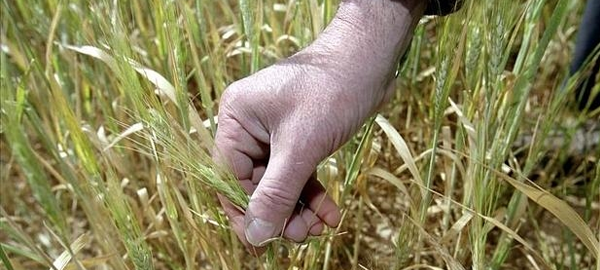 Europa pide siete años de prórroga para un herbicida que podría ser cancerígeno