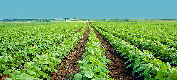 La agricultura andaluza apuesta por la eficiencia del agua en los cultivos hortofrutícolas