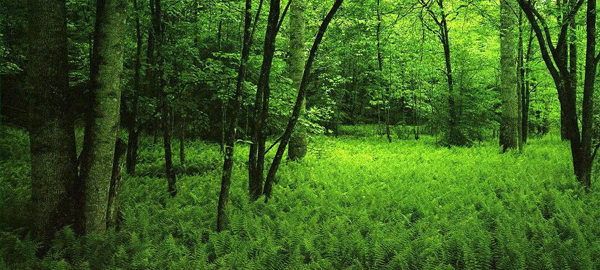 La extracción de biomasa en los bosques forestales reduce el riesgo de incendios