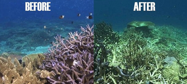 La gran barrera de coral desaparece