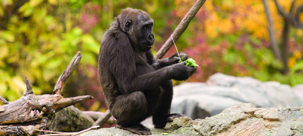 Logran reconstruir con mayor precisión el ADN del gorila