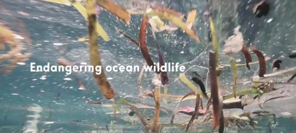 Un video muestra lo que los humanos hacen al océano en una piscina