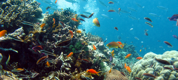 Australia no incluye la Gran Barrera de Coral en su informe a la UNESCO sobre turismo y cambio climático