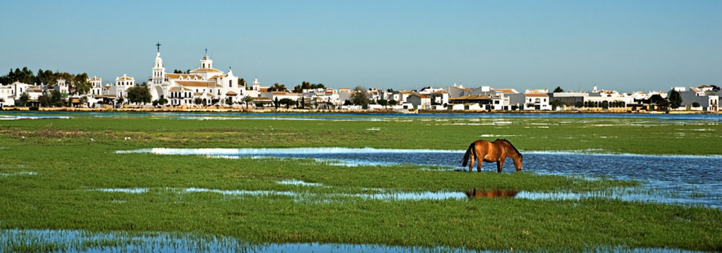 La agricultura ilegal sigue avanzando en Doñana
