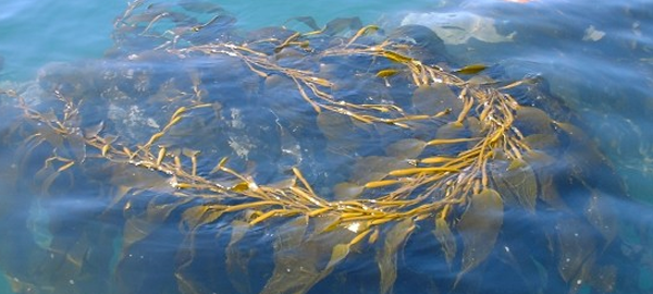 Expertos de todo el mundo analizan el cultivo de algas