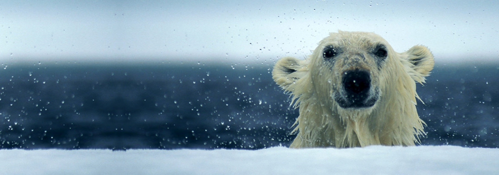 Los osos polares cada vez más nadadores por el deshielo del Ártico