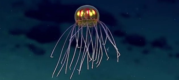 Se descubre una nueva especie de medusa