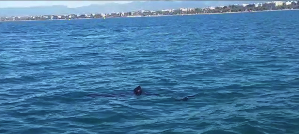 Avistan un tiburón de tres metros y medio cerca de la playa de Salou