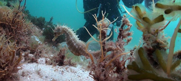 Descubren ejemplares de caballitos de mar en las islas Cíes