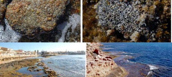 Descubren una nueva especie de molusco en el Mediterráneo