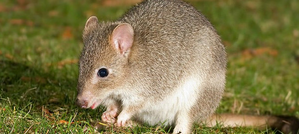 Desaparece una especie de roedor australiano por el cambio climático