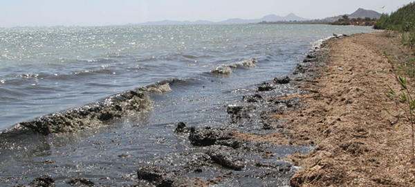 Ecologistas en Acción sacan la bandera negra para el Mar Menor