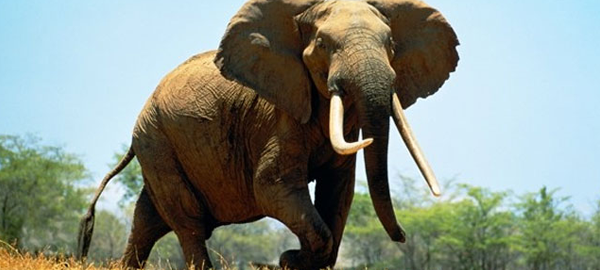 La caza furtiva deja a Tanzania sin elefantes