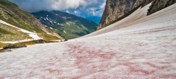 La nieve rosa muestra que el cambio climático es una realidad