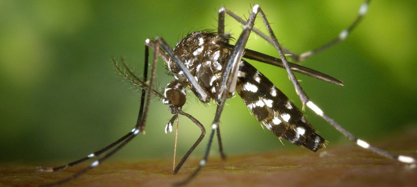 Salud Pública pide la colaboración ciudadana para controlar al mosquito tigre