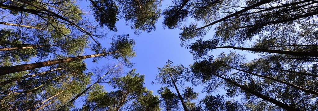 Bosques sostenibles para combatir el cambio climático