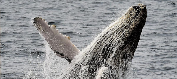 Prohíben a la Marina de EEUU usar el sonar para proteger ballenas, delfines y focas