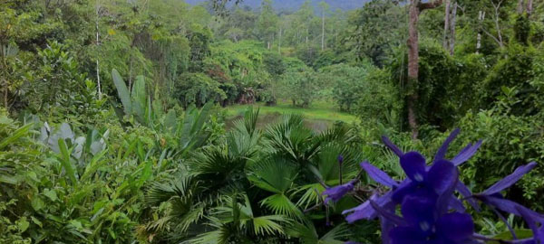 Costa Rica, el primer país tropical en lograr revertir la deforestación