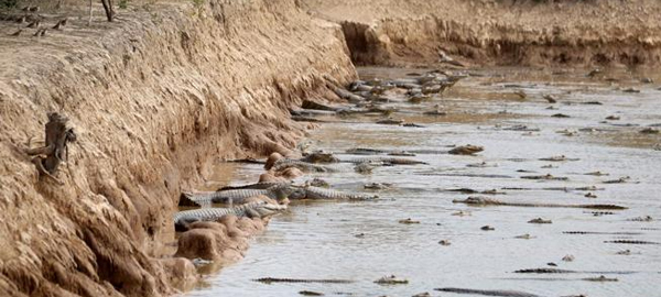 Decenas de caimanes agonizan por la sequía en Paraguay
