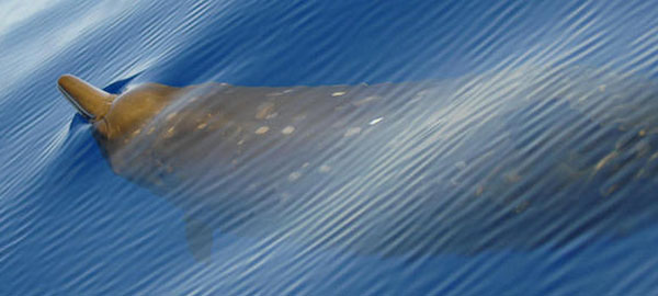 Descubren ocho nuevas especies de ballenas